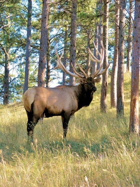 1018 Pinto Trl, Como, CO 80432 photo 20