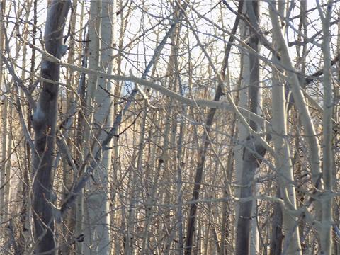 31 Knot Way, Como, CO 80432 photo 5
