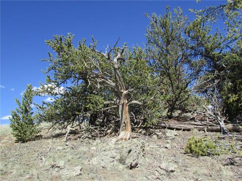 64 Carbine Rd, Como, CO 80432 photo 4