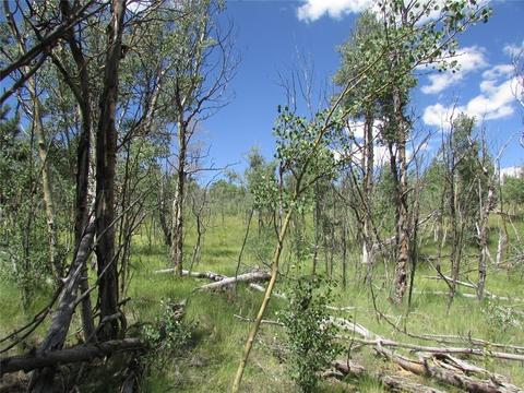 75 Osprey Rd, Como, CO 80432 photo 4