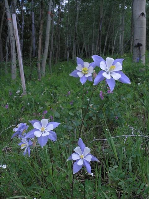 2270 Golden Eagle Rd, Silverthorne, CO 80498 photo 8