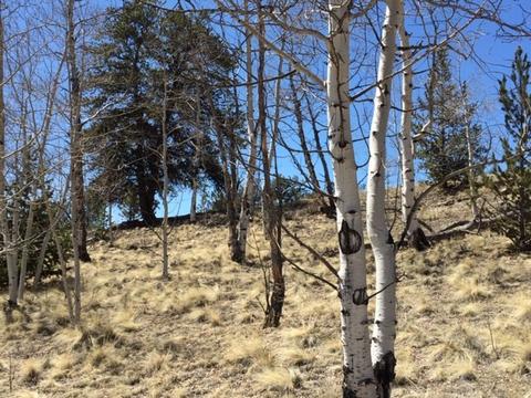 635 Ouray Trl, Como, CO 80432 photo 16