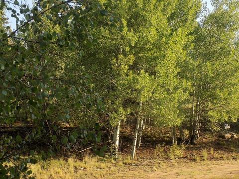 79 Kokoma Ln, Como, CO 80432 photo 4