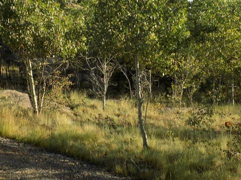 79 Kokoma Ln, Como, CO 80432 photo 6