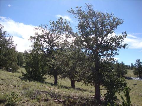 458 Vaquero Way, Como, CO 80432 photo 3