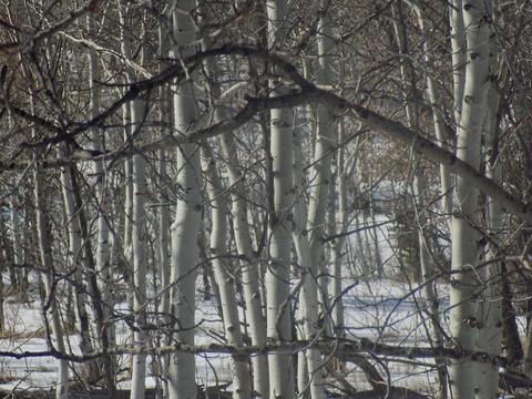23 Chase Ln, Como, CO 80432 photo 8