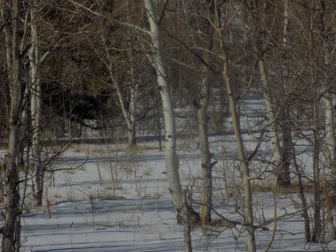 23 Chase Ln, Como, CO 80432 photo 10