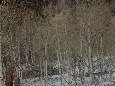 23 Chase Ln, Como, CO 80432 photo 9