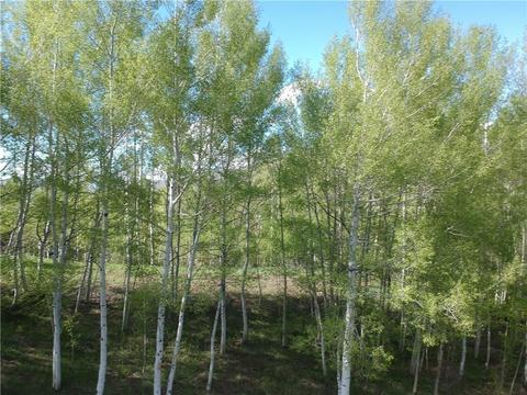 2175 Golden Eagle Rd, Silverthorne, CO 80498 photo 21