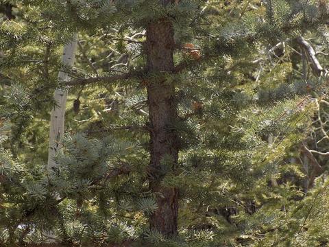 1055 Bowstring Rd, Como, CO 80432 photo 7