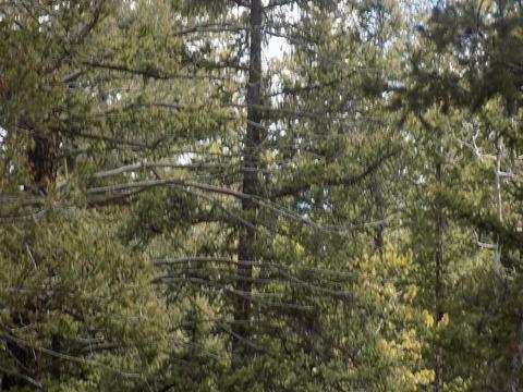 1055 Bowstring Rd, Como, CO 80432 photo 6