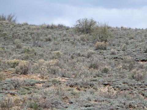 131 Albino Rd, Como, CO 80432 photo 23