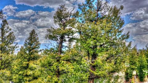 150 Pullman Loop, Hartsel, CO 80449 photo 3