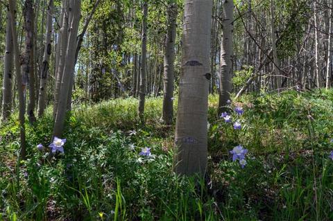 1815 Golden Eagle Rd, Silverthorne, CO 80498 photo 11