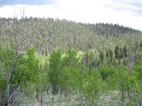 151 Hawk Way, Como, CO 80432 photo 7