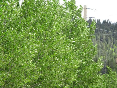 151 Hawk Way, Como, CO 80432 photo 8