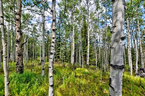 983 Wampum Ln, Como, CO 80432 photo 6