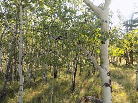 1203 Kiowa St, Como, CO 80432 photo 2