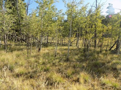 1203 Kiowa St, Como, CO 80432 photo 3