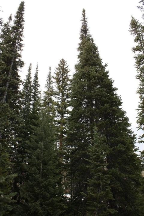 170 Easy Bend Trl, Silverthorne, CO 80498 photo 4