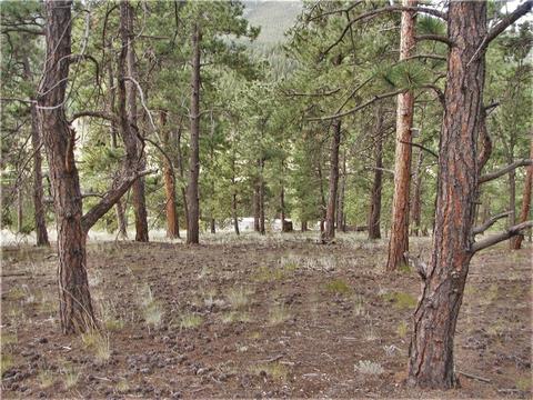 43 Vigilante Ave, Bailey, CO 80421 photo 3