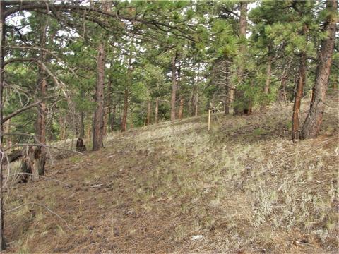 43 Vigilante Ave, Bailey, CO 80421 photo 7