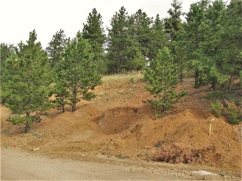 43 Vigilante Ave, Bailey, CO 80421 photo 9