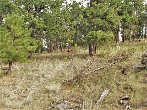 43 Vigilante Ave, Bailey, CO 80421 photo 10