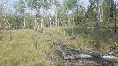 304 Old Squaw Rd, Como, CO 80432 photo 6