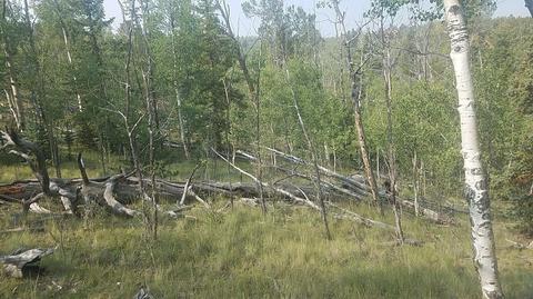 304 Old Squaw Rd, Como, CO 80432 photo 9