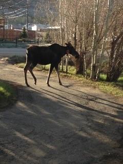755 Summit Dr, Dillon, CO 80435 photo 27