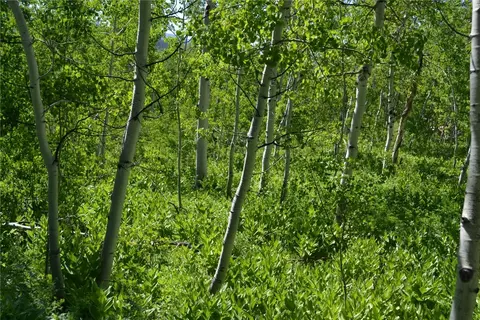 57850 Longfellow Way, Clark, CO 80428 photo 7