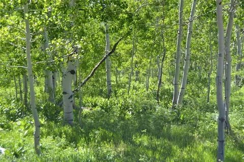 57850 Longfellow Way, Clark, CO 80428 photo 5