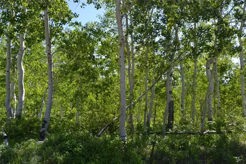 57850 Longfellow Way, Clark, CO 80428 photo 45