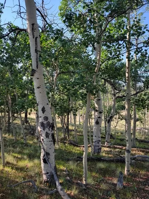 1630 Wampum Ln, Como, CO 80432 photo 38