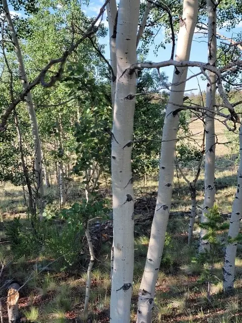 1630 Wampum Ln, Como, CO 80432 photo 37