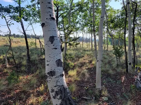 1630 Wampum Ln, Como, CO 80432 photo 6