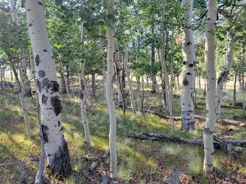 1630 Wampum Ln, Como, CO 80432 photo 2