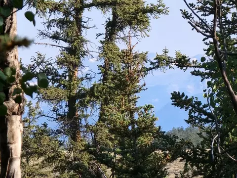 1071 Apache Trl, Como, CO 80432 photo 9