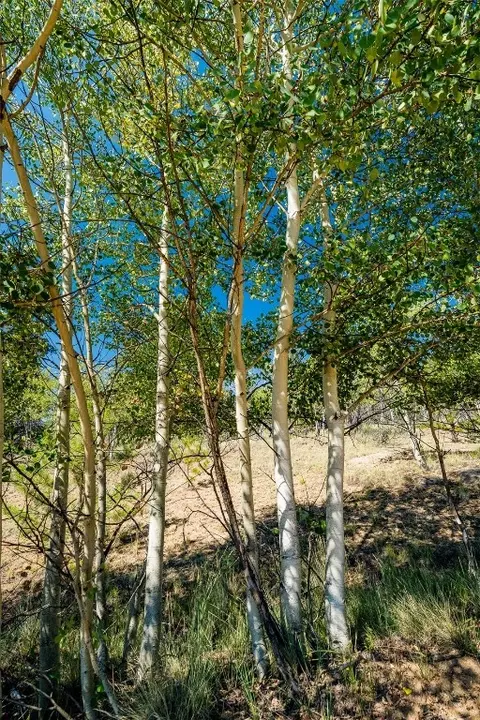 323 N Quarter Horse Rd, Como, CO 80456 photo 8