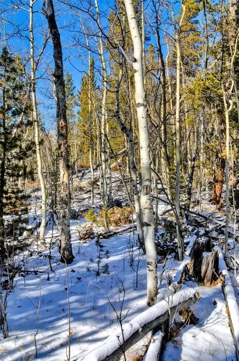 96 Dead Toad Rd, Alma, CO 80420 photo 27