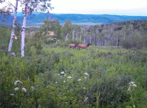 55966 Hannahs Way, Clark, CO 80428