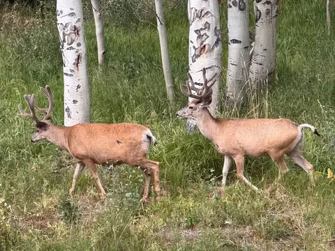 Other - 61 Bashore Ct, Silverthorne, CO 80498 photo 13 of 13