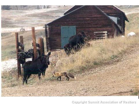 1555 Ruby Rd, Silverthorne, CO 80498 photo 15
