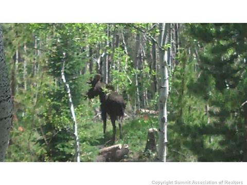 2453 Meadowbrook Ln, Silverthorne, CO 80498 photo 8