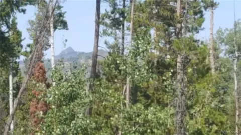 59165 Button Willow Dr, Clark, CO 80428 photo 5