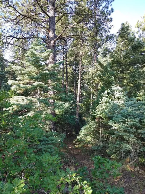 10985 Bartlett Trl, Rye, CO 81069 photo 6