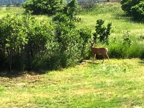 8052 Pine Dr, Rye, CO 81069 photo 35