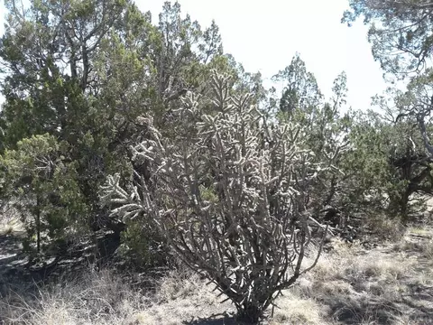 39100 Bear Springs Rd, Model, CO 81059 photo 25