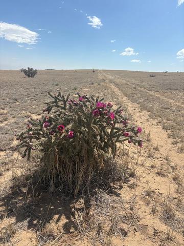 lot10 Cuerno Verde Rnch, Walsenburg, CO 81089